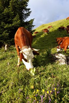 alpine mountain cows in France in spring