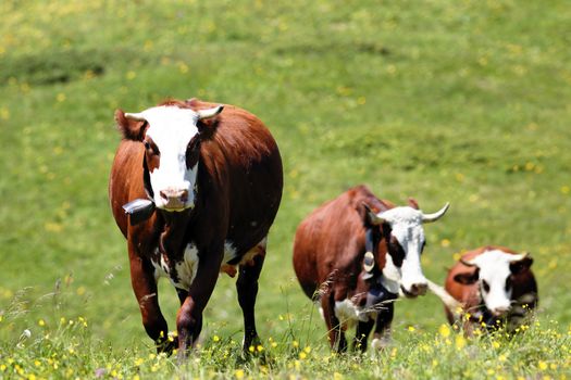 alpine mountain with cows in France in spring