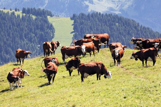 alpine landscape with cows in France in spring