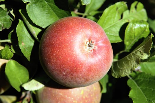 red apples on a branch ready to be harvested 