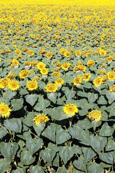 big sunflower field over blue sky and bright sun lights 