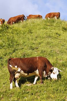 alpine landscape with cow and green grass in France