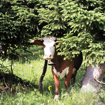 alpine mountain cow under a  fir in spring