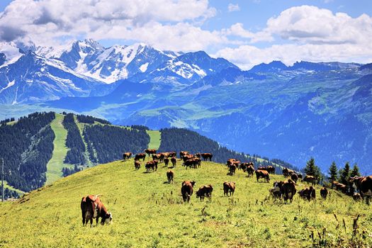 alpine landscape and cows in France in summer