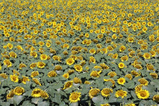 sunflower field and bright sun lights 