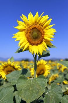 sunflower field in blue sky and bright sun lights 