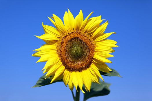 big sunflower over blue sky and bright sun lights 