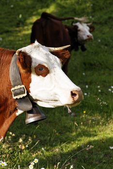 portrait of alpine cow with bell in summer