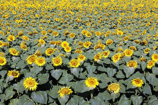 sunflower field over blue sky and bright sun lights 
