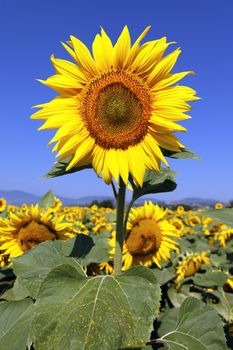 sunflower field with blue sky and bright sun lights 