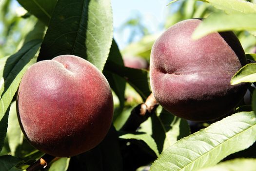 Ripe peaches ready to pick on tree branches 