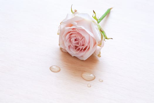pink rose and water drops on a light wooden background