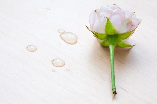 pink rose and water drops on a light wooden background