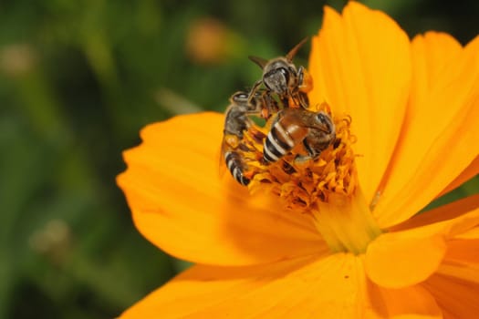 Three bee on the yellow flower in garden sunnyday.