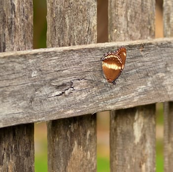 Autumn day australian butterfly rests on old wood paling fence background