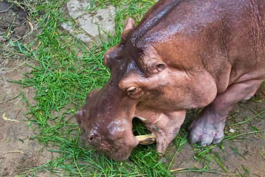 The hippopotamus is semi-aquatic, inhabiting rivers and lakes where territorial bulls preside over a stretch of river and groups of 5 to 30 females and young.