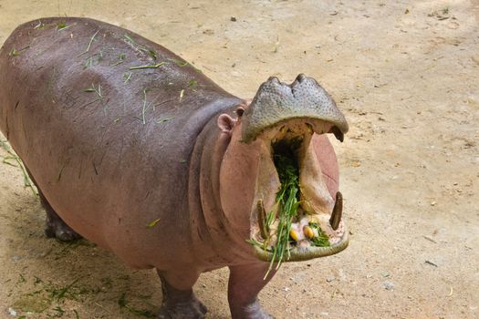 The hippopotamus is semi-aquatic, inhabiting rivers and lakes where territorial bulls preside over a stretch of river and groups of 5 to 30 females and young.