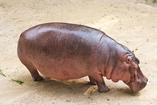 The hippopotamus is semi-aquatic, inhabiting rivers and lakes where territorial bulls preside over a stretch of river and groups of 5 to 30 females and young.