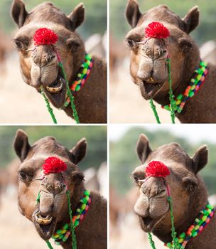 Nice smile elegant camel. Collage.