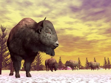 One bison standing on the snow looking at others walking to him by cloudy winter day