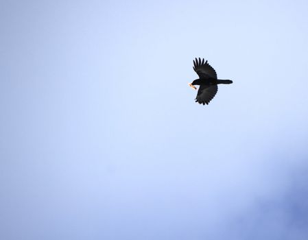 Black crow flying in the cloudy sky while holding a piece of bread in its beak