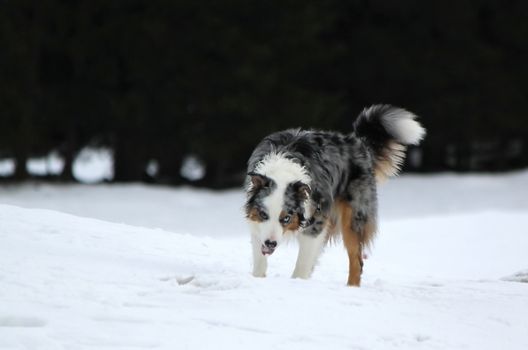 Male australian shepherd dog standing in the snow by winter day