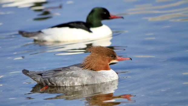 Couple of goosanders floating on the water. Brown and grey one is female, black and white one is male.