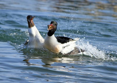 Goosander males fighting for a piece of bread in the water lake