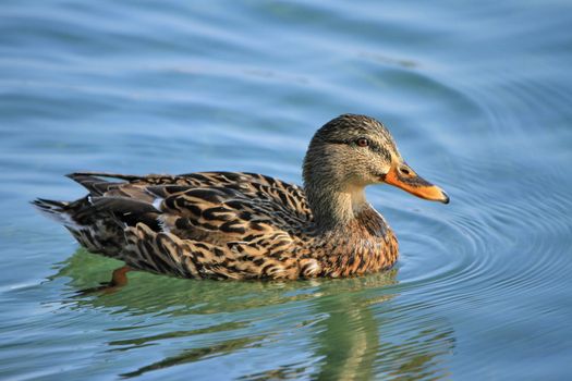 Female mallard duck floating on the water