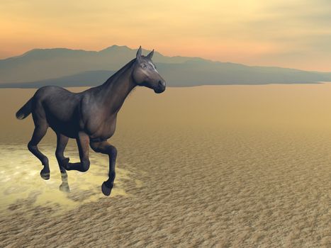 Horse running alone in the desert by sunset lights