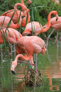 Pink flamingos standing in a pond in the middle of vegetation
