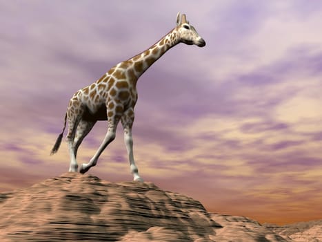 One giraffe standing alone on a dune in the desert by cloudy day