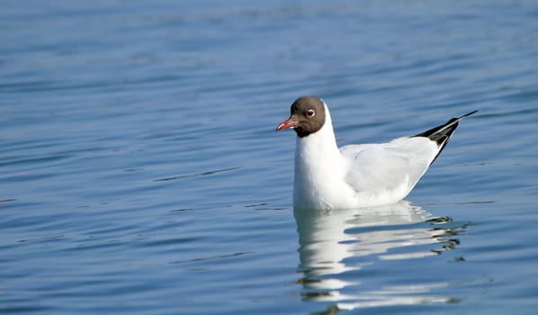Black-headed gull floating quietly on water