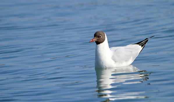 Black-headed gull floating quietly on water