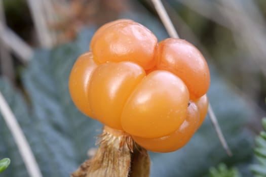 Wild cloudberry closeup in mountain