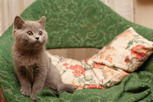 Grey kitten sitting on an green arm-chair
