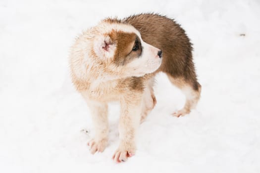 A white and brown central asian puppy walking in snow
