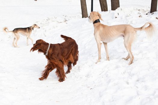 Irish setter and two hounds walking on snow
