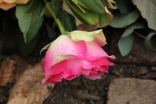 Single pink rose with waterdrops