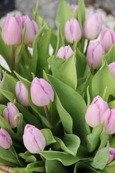 Light purple tulips in a spring bouquet