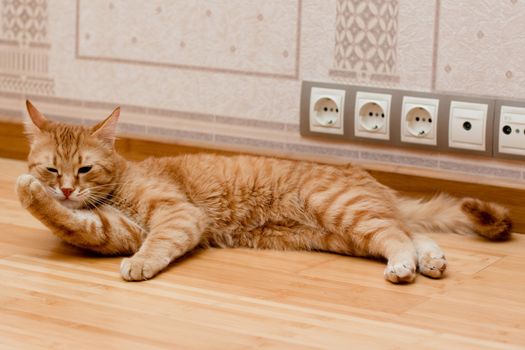 A young ginger tabby cat on the wooden floor
