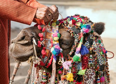 Decoration camel at the Pushkar Fair ( Pushkar Camel Mela ). Camel's head close-up.  Pushkar, Rajasthan, India, Asia
