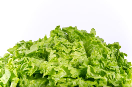 Texture of spring green lettuce leaves isolated on a white background
