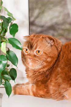 A scottish fold cat sitting on a windowsill between houseplants
