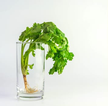 Coriander in glass with white background