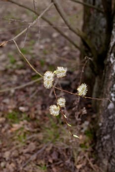 Small yellow flower on willow in sunny spring day
