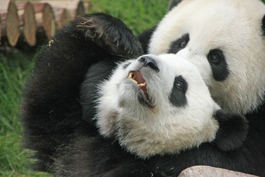 Giant panda bears (Ailuropoda Melanoleuca) playing together, China