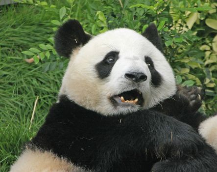 Giant panda bears (Ailuropoda Melanoleuca) playing together , China