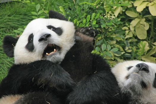 Giant panda bears rolling together (Ailuropoda Melanoleuca), China