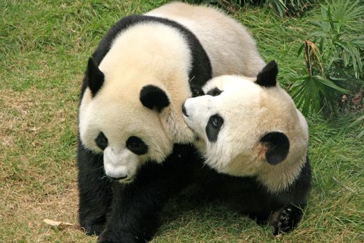 Giant panda bears (Ailuropoda Melanoleuca) playing together , China